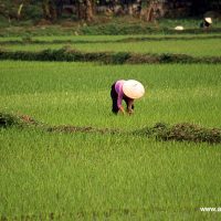 Umpflanzung der Reis-Stecklinge auf den Feldern der Familie Hung (Reisfelder südlich von Hanoi)